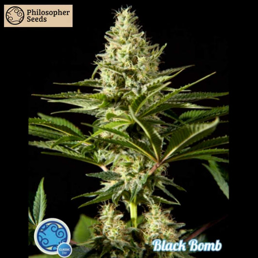 Kompakter Cannabis-Headbud der Sorte Black Bomb mit viel Harzbesatz und grünem Blattwerk.
