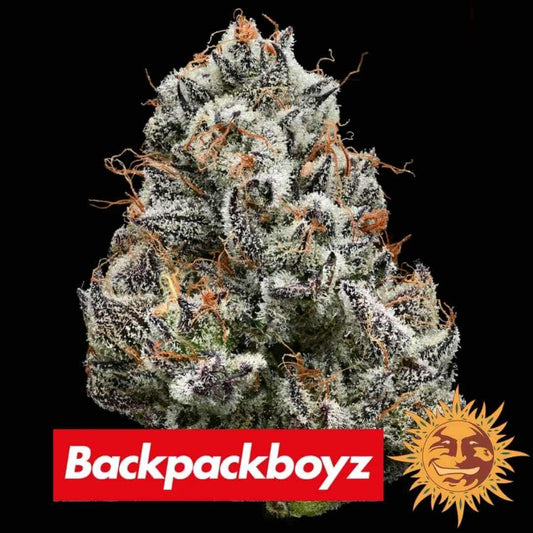Black Cherry Gushers Bud mit dichten Trichomen, violetten Akzenten und orangefarbenen Härchen