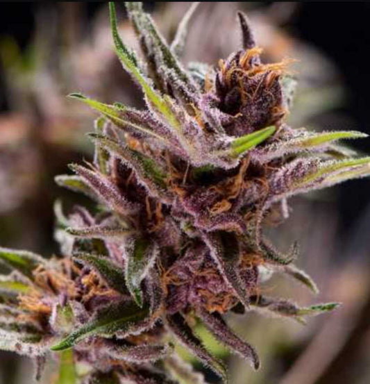 Lila-violette Black Cherry Punch Hanfknospe mit dichten Harzkristallen und orangefarbenen Blütenstempeln.