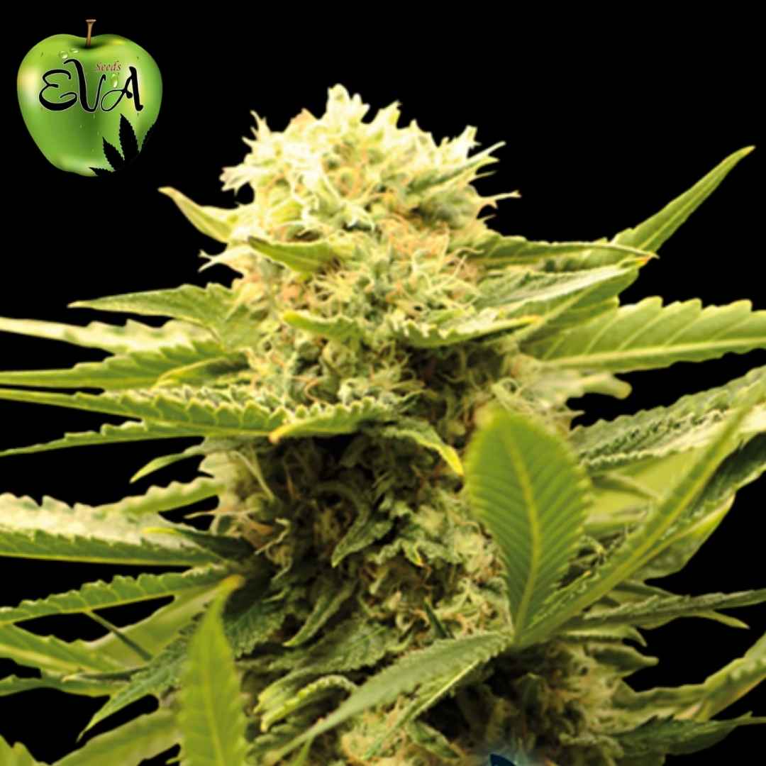 Black Dream Cannabispflanze mit dichten harzigen Buds und hellen Blütenfäden in der Blütephase