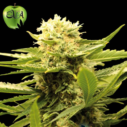 Black Dream Cannabispflanze mit dichten harzigen Buds und hellen Blütenfäden in der Blütephase