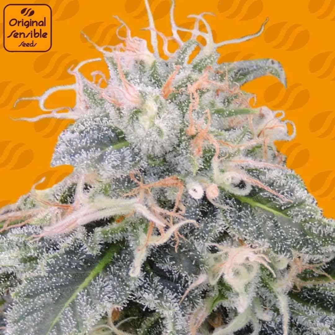 Black Ghost OG Blüte mit dichter Trichomschicht, harzigen Kelchen und hellen Pistillen in detaillierter Makroaufnahme