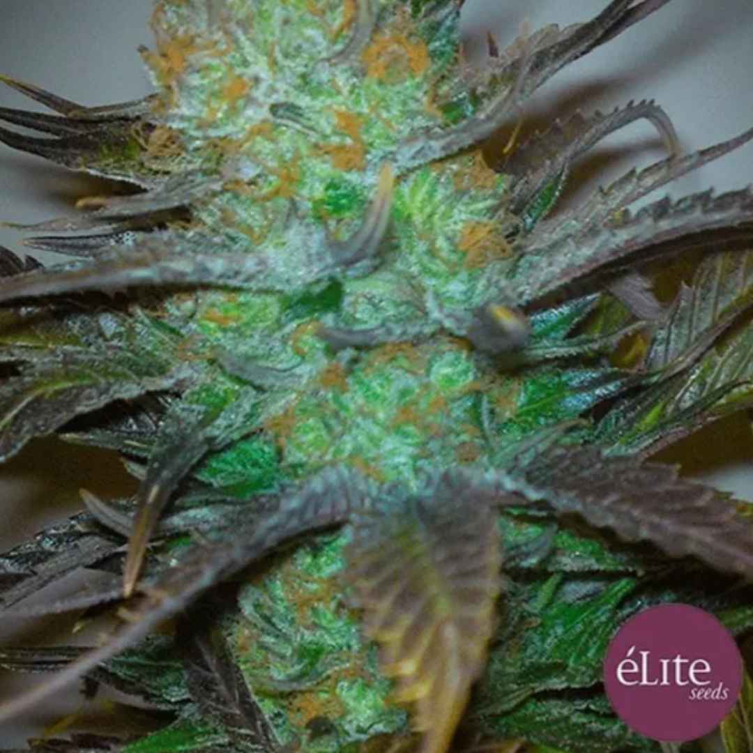 Black Hole Cannabisblüte mit dichten Trichomen, grünen Buds, orangefarbenen Härchen und dunklen Blättern
