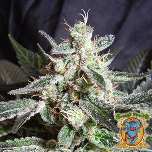 Nahaufnahme einer dichten Black Jack Blüte mit glitzernden Trichomen und orangefarbenen Blütenhaaren.