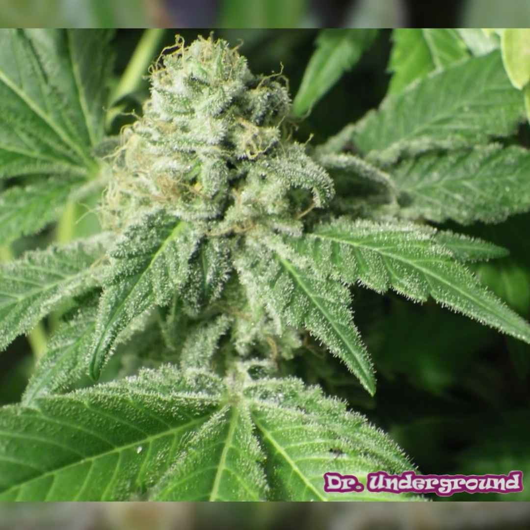 Black Jesus OG Blüte mit dichten harzigen Buds und sichtbaren Trichomen auf den Blättern