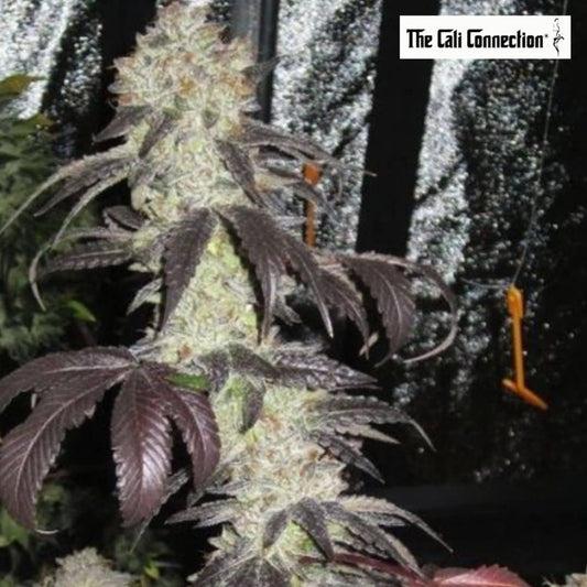 Black Kush mit dichtem, stark bereiftem Blütenstand und dunkelvioletten Blättern