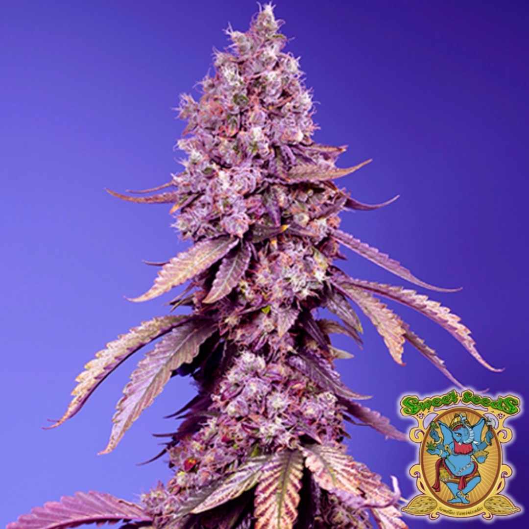 Dicht gewachsene Black Muffin F1 Fast Version mit violett leuchtenden Blüten und harzüberzogenen Buds.