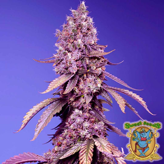 Dicht gewachsene Black Muffin F1 Fast Version mit violett leuchtenden Blüten und harzüberzogenen Buds.