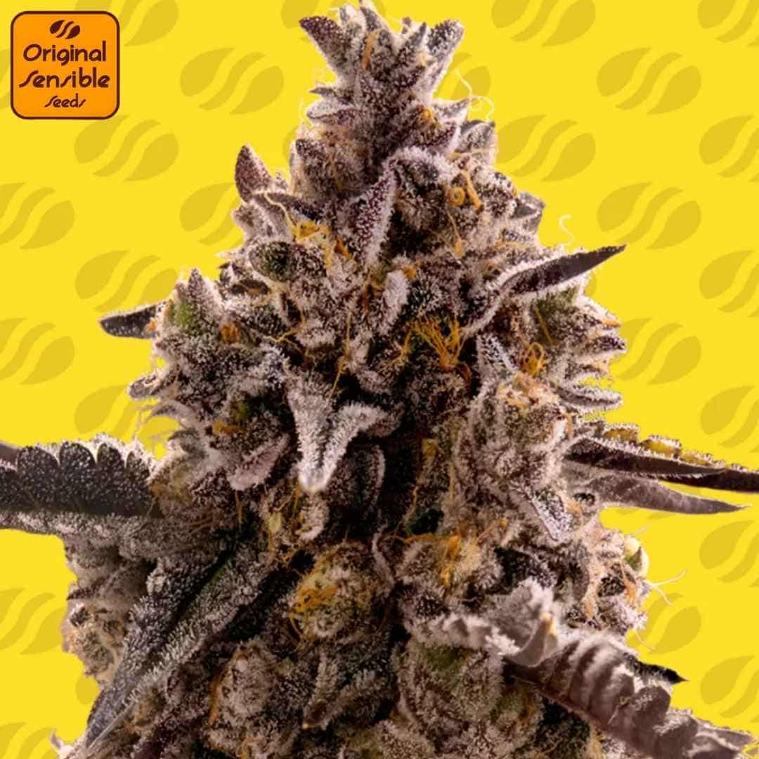 Frostige dunkelviolette Black Orchid Auto Blüte mit dichten Harzschichten und orangefarbenen Blütenhaaren