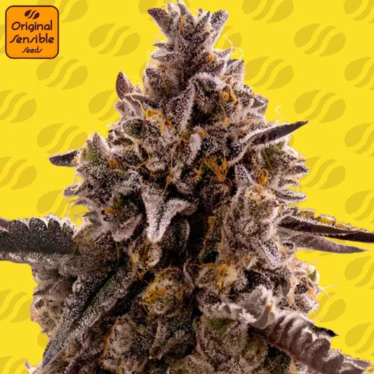 Frostige dunkelviolette Black Orchid Auto Blüte mit dichten Harzschichten und orangefarbenen Blütenhaaren