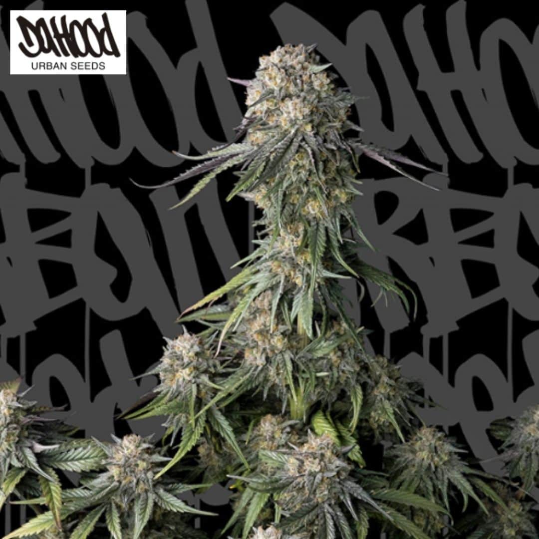 Black Pearl Cannabispflanze mit harzigen Blüten, dichten Buds und schmalen grünen Blättern
