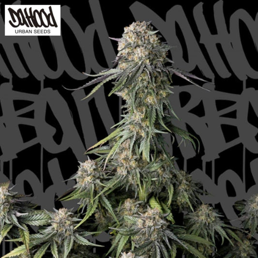 Black Pearl Cannabispflanze mit harzigen Blüten, dichten Buds und schmalen grünen Blättern
