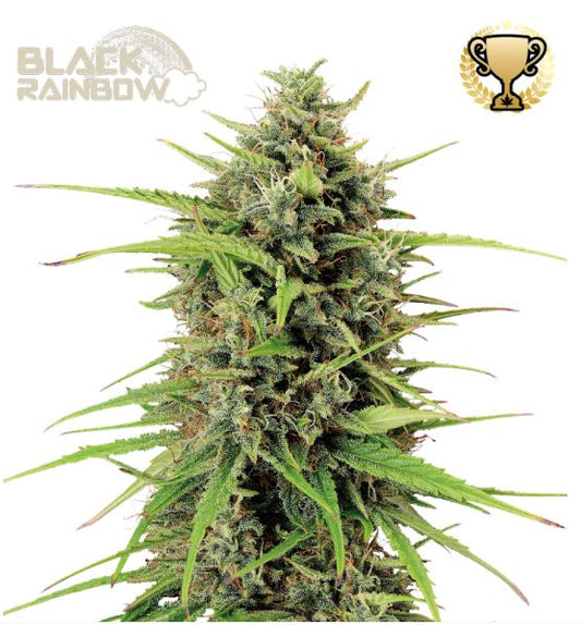 Auto Black Rainbow Cannabispflanze mit kompakten, harzigen Buds und dichten Blütenständen in fortgeschrittener Blüte