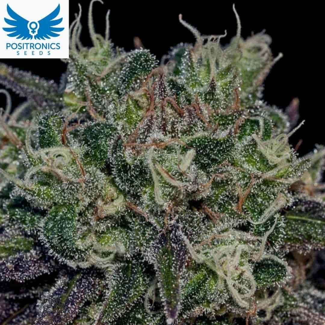 Black Widow Cannabisblüte mit dichten Trichomen und harzigen Buds, detailreiche Nahaufnahme einer feminisierten Black Widow Pflanze