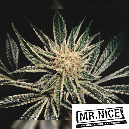 Blühende Black Widow Cannabis Pflanze mit harzreichen Buds und dichten Trichomen