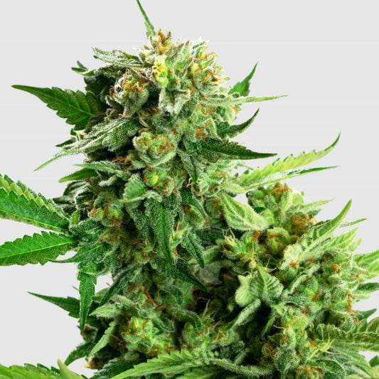 Dichter Blackberry Cake Bud mit orangefarbenen Stempeln und glitzernden Harzkristallen