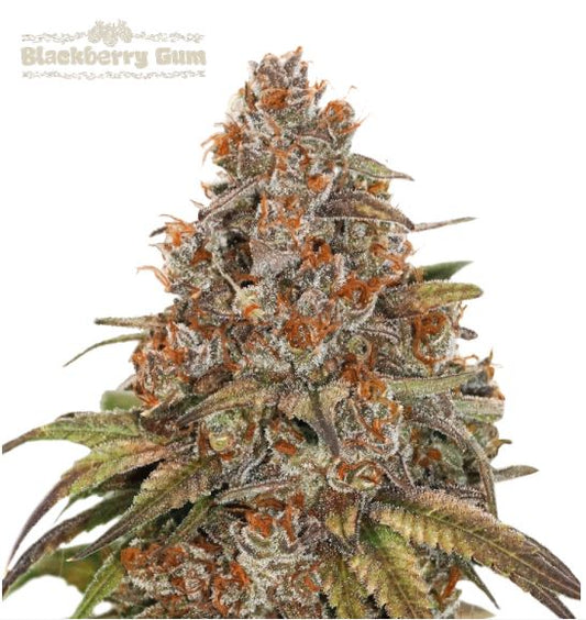 Auto Blackberry Gum Bud mit dichter Blütenstruktur, orangefarbenen Stempeln und stark ausgeprägter Harzschicht
