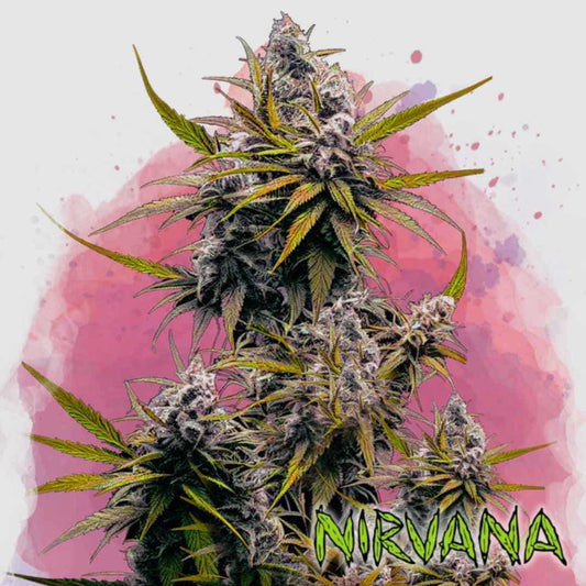 Blackjack Cannabis Blüte mit dichten, harzreichen Buds und violett-grünen Blättern