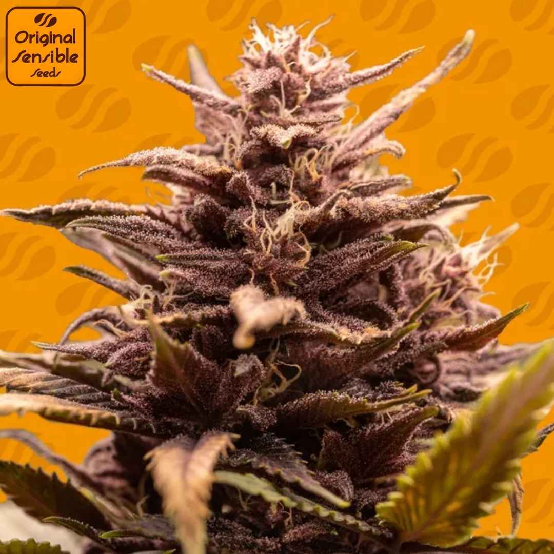 Blackwater Cannabisknospe mit dunklen violetten Blüten, dichter Harzschicht und ausgeprägter Struktur