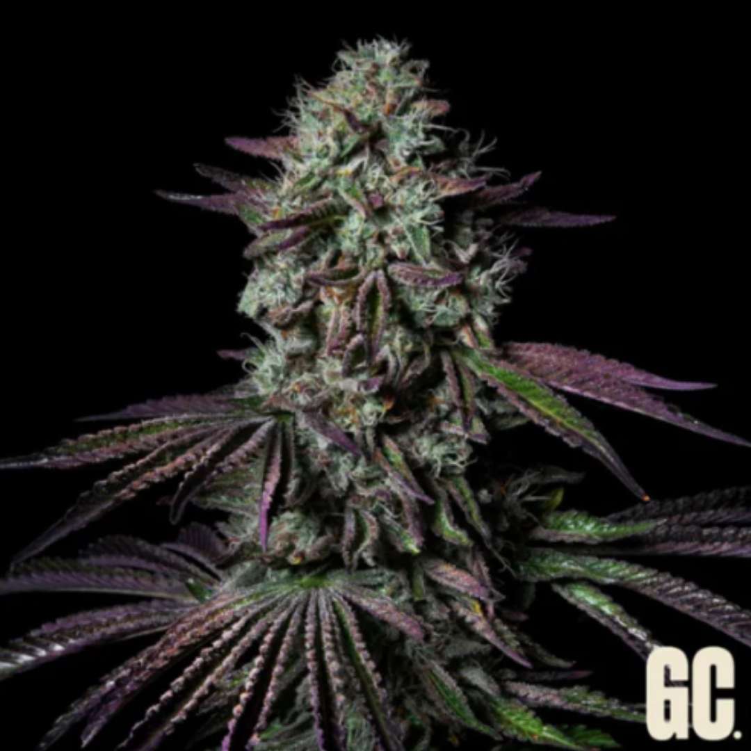 Blanc Fumé Cannabisblüte mit harzigen Kelchen und violett-grünen Zuckerblättern