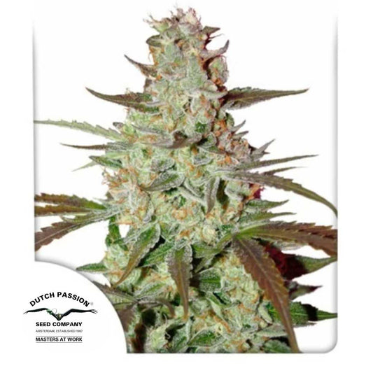 Blue Auto Mazar Bud mit dichten Harztrichomen und orangenen Blütenhaaren von Dutch Passion