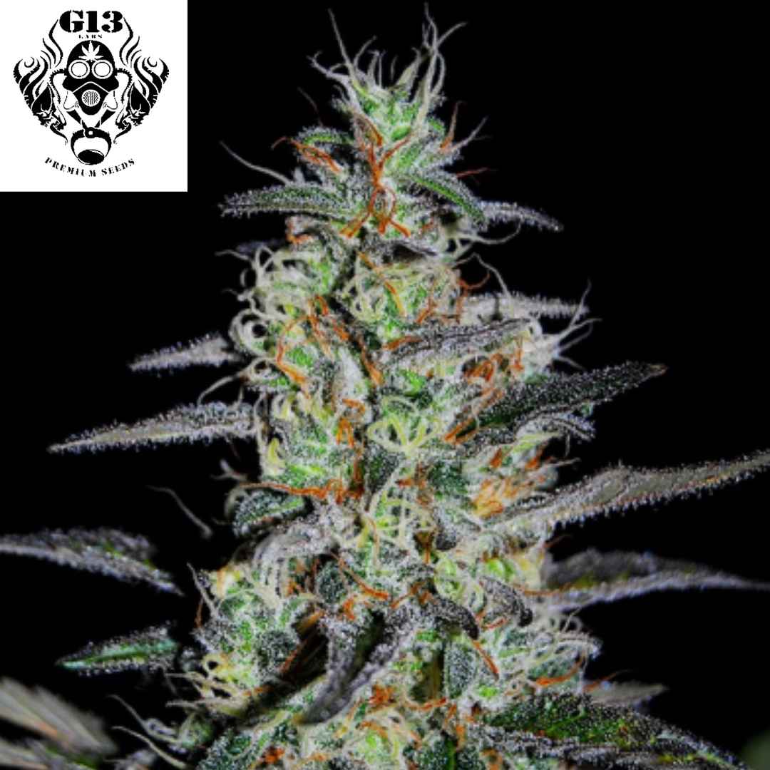 Harzige Blue Cindy Cannabisblüte mit dichten Buds, weißen Trichomen und orangefarbenen Pistillen