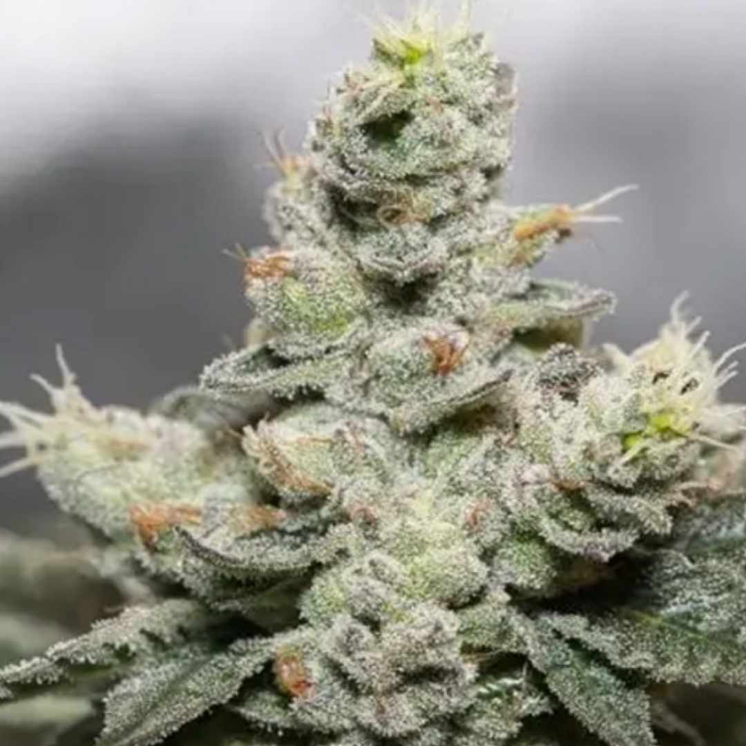 Dichte Blue Cookies x OG Kush Blüte von Vision Seeds mit heller Trichomschicht