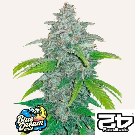Blue Dream Auto Pflanze mit dichten, harzreichen Buds und grünen Blättern von FastBuds