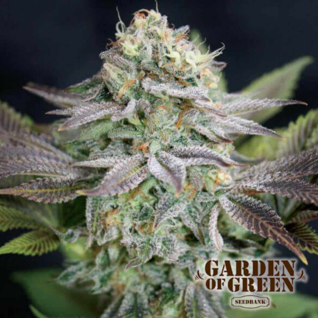 Nahaufnahme einer harzigen Blue Dream Knospe mit kräftigen, kristallinen Blütenstrukturen