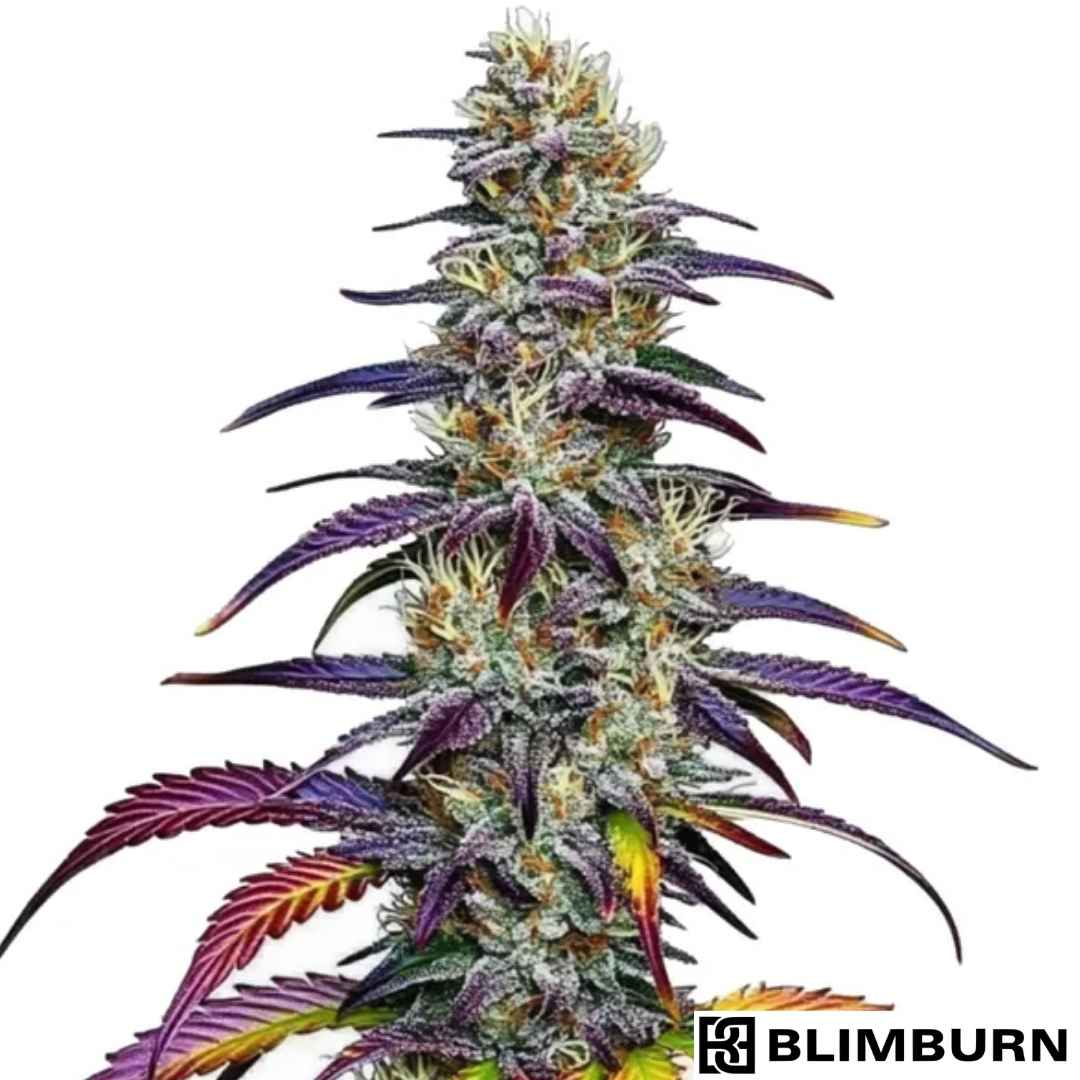 Blue Dream Cannabisblüte mit dichten, harzigen Buds und violett grünen Blättern in voller Blüte