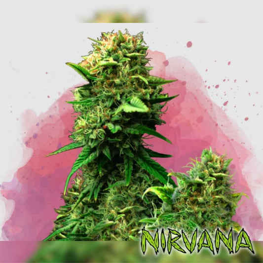 Blue Dream Bud mit dichten Blüten und leuchtend grünen Blättern voller orangefarbener Härchen