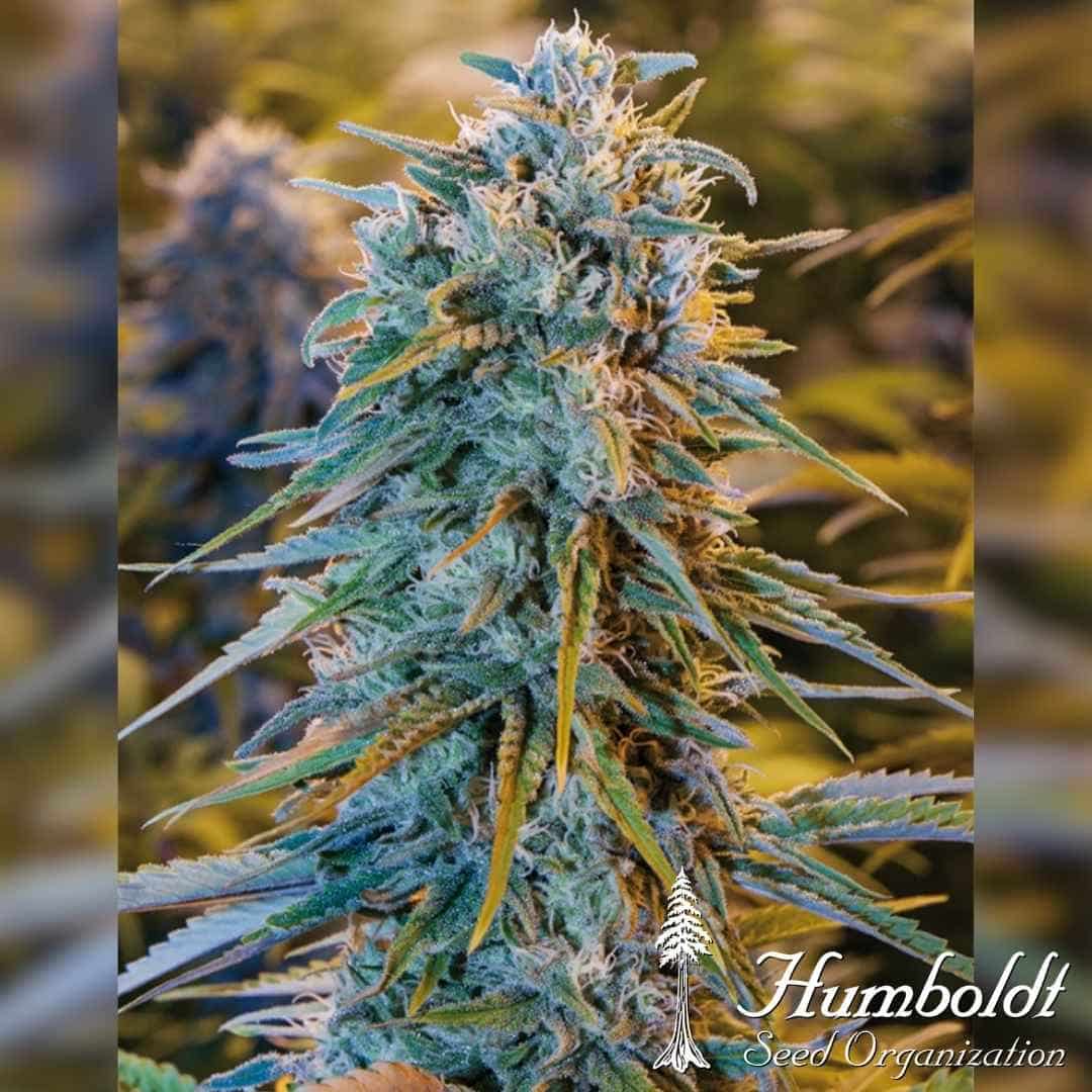 Blue Dream Blüte mit dichten Harzschichten, leuchtend grünen Blättern und orangefarbenen Blütenhaaren