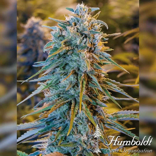 Blue Dream Blüte mit dichten Harzschichten, leuchtend grünen Blättern und orangefarbenen Blütenhaaren