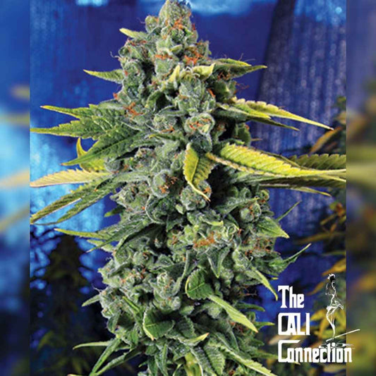 Dichte Blue Dream Haze Blüte mit harzigen Trichomen und orangefarbenen Blütenhärchen
