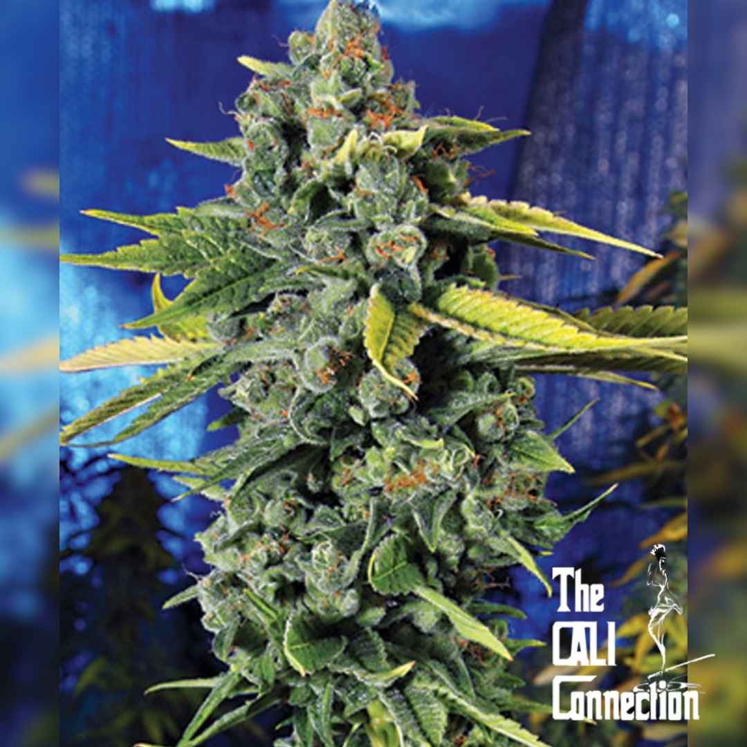 Dichte Blue Dream Haze Blüte mit harzigen Trichomen und orangefarbenen Blütenhärchen