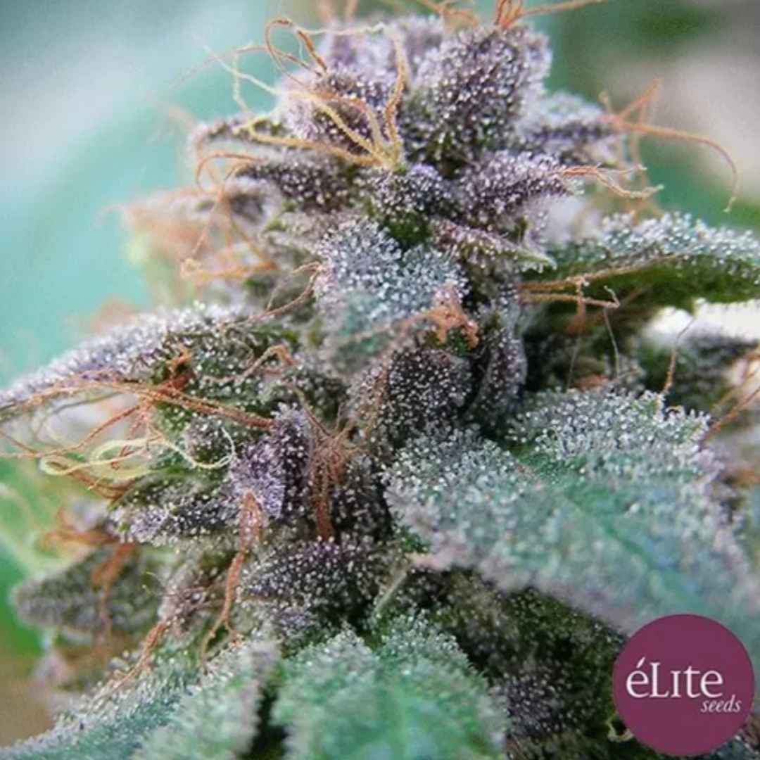 Blue Elite Indica Blüte mit violetten Buds, dichten Trichomen und orangefarbenen Blütenfäden