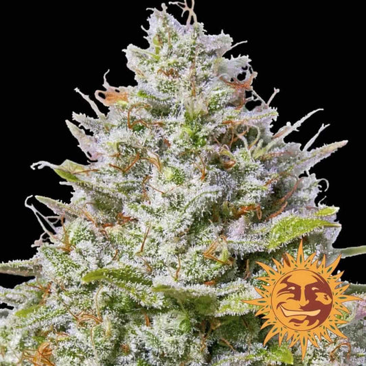 Blue Gelato 41 Bud mit dichten Harzkristallen, grünen Blättern und orangefarbenen Härchen