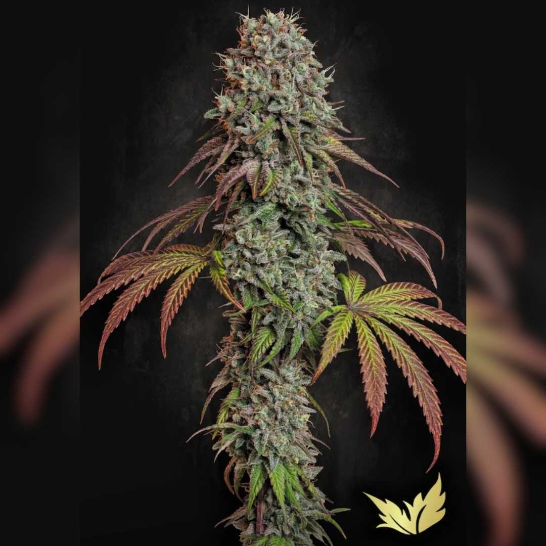 Dichte Blue Gem Cannabispflanze mit violettgrünen Blättern und harzigen Blütenständen von Paradise Seeds