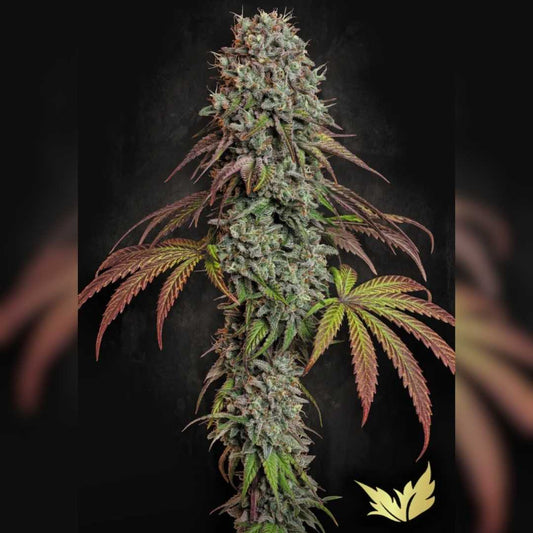 Dichte Blue Gem Cannabispflanze mit violettgrünen Blättern und harzigen Blütenständen von Paradise Seeds