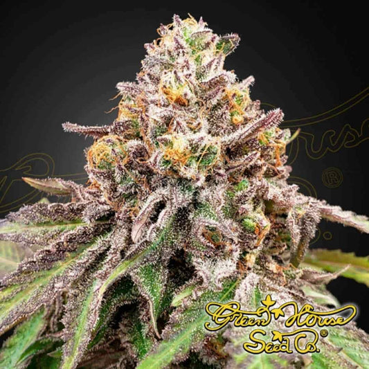 Blütenstand von Blue Haze x Gelato 41 Auto mit dichten, harzigen Buds und orangefarbenen Stempeln