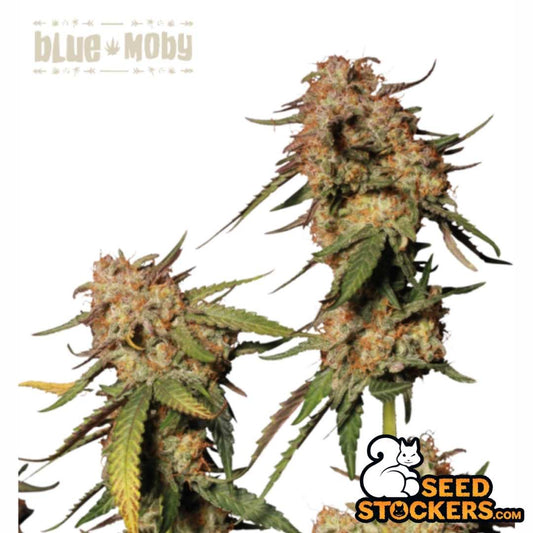 Blue Moby mit dichten, harzigen Buds und orangefarbenen Blütenhaaren