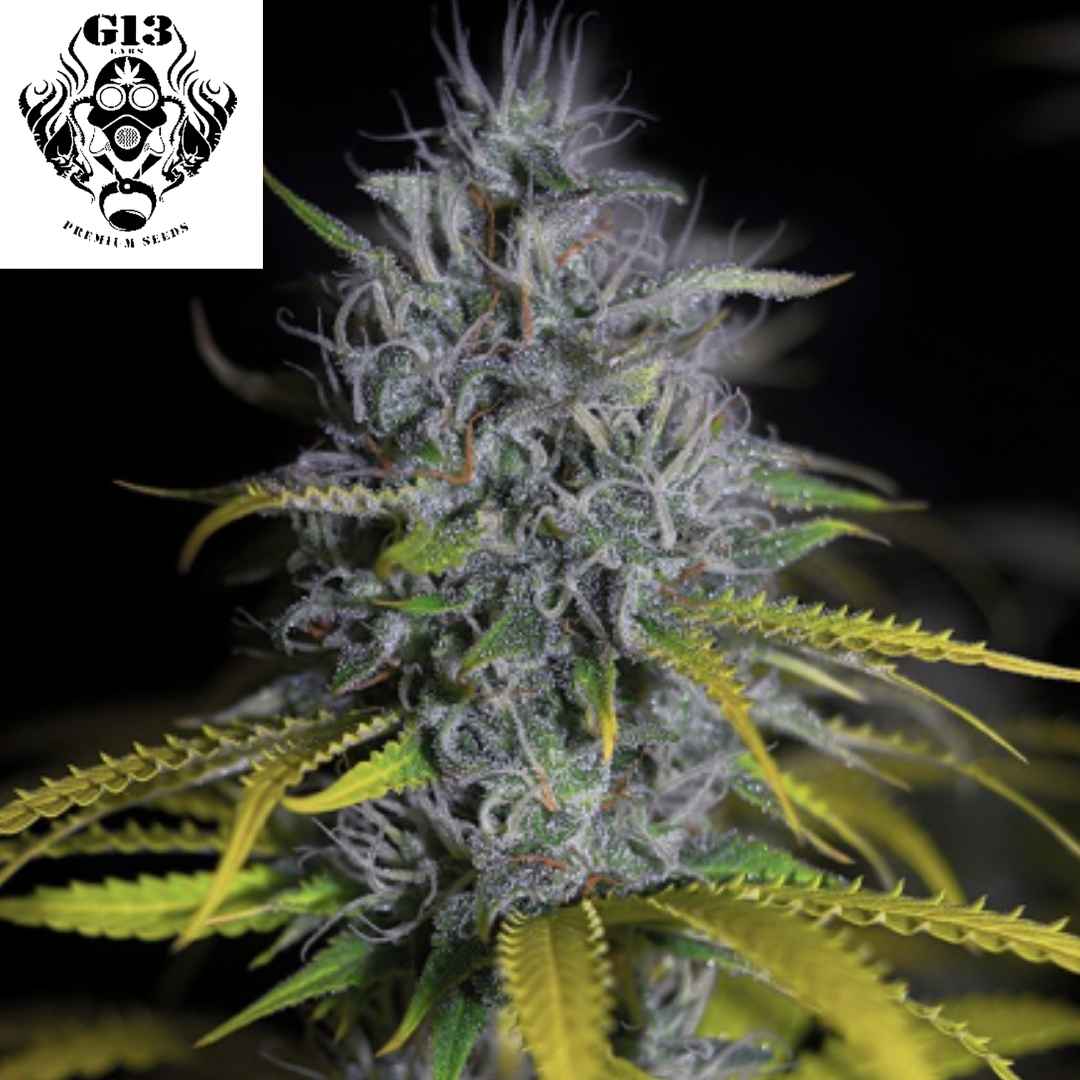 Blue OG Cannabisknospe mit dichten, harzigen Blüten, violetten Nuancen und stark kristallisierten Zuckerblättern