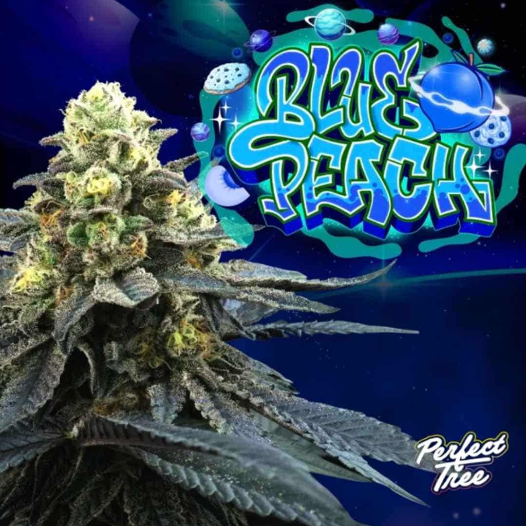 Blue Peach Cannabisknospe mit dichten, harzigen Blüten und sichtbaren Trichomen sowie grünen Blättern