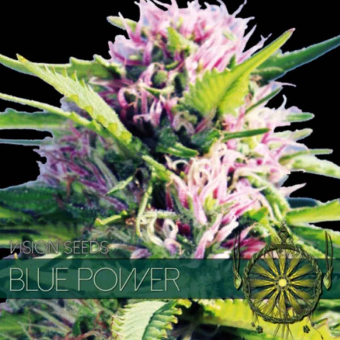 Harzreiche Blue Power Blüte von Vision Seeds mit grünen Blättern und violetten Nuancen