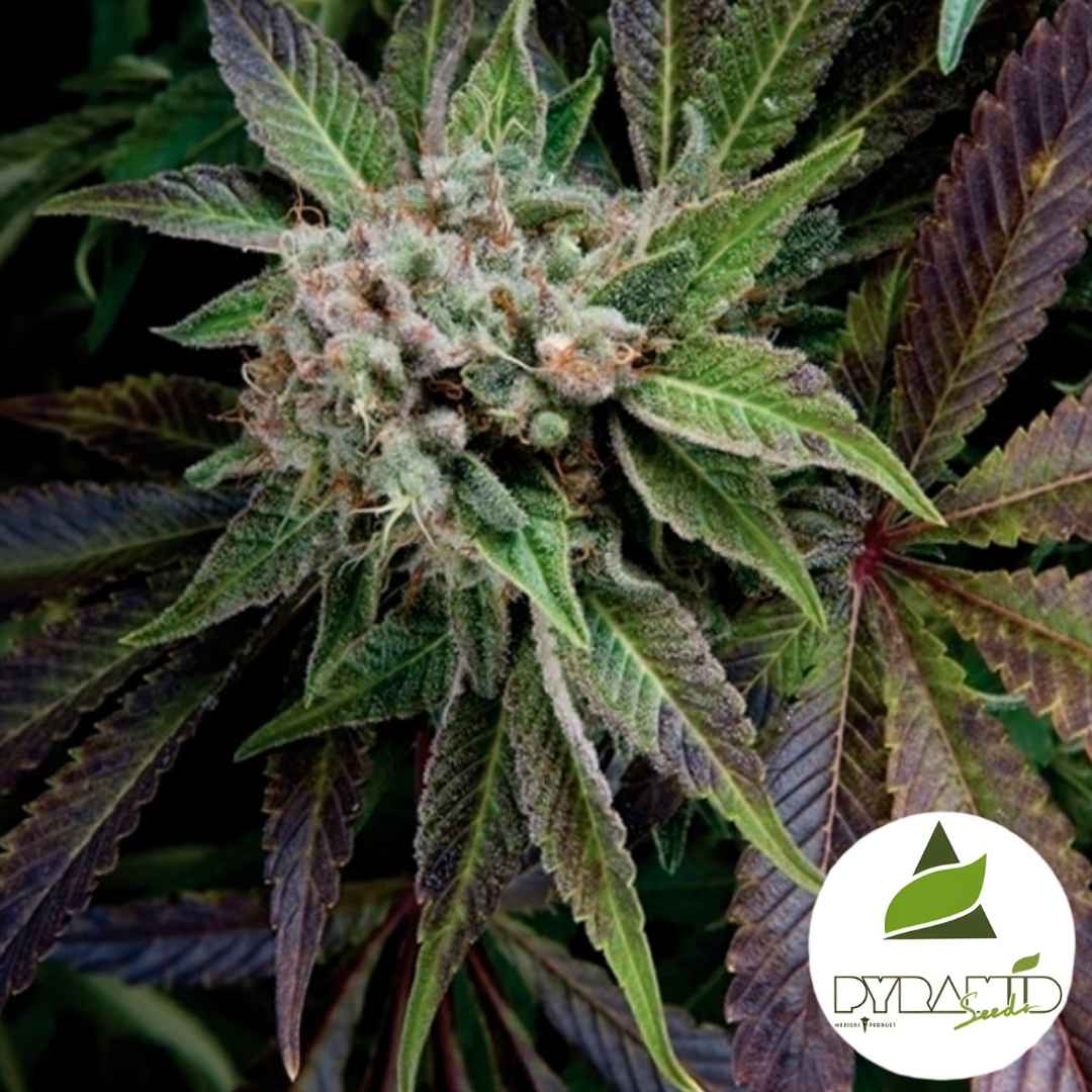 Harzige Blüte der Blue Pyramid mit dichten Trichomen und leicht violett gefärbten Blättern.