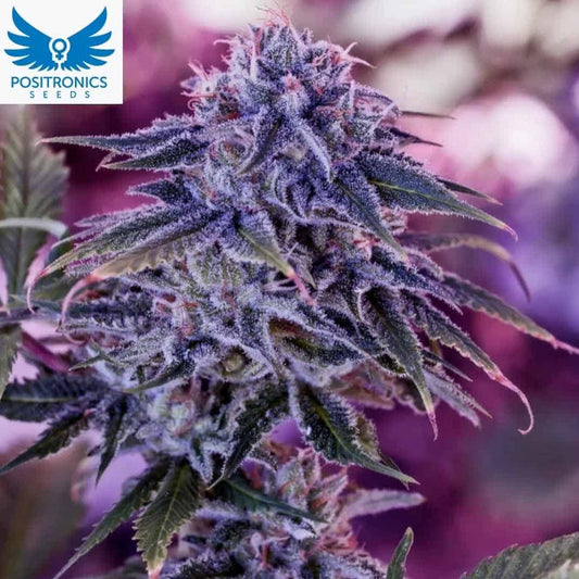 Blue Rhino Cannabisblüte mit dichter Harzschicht und violettgrünen Blättern in der Blütephase