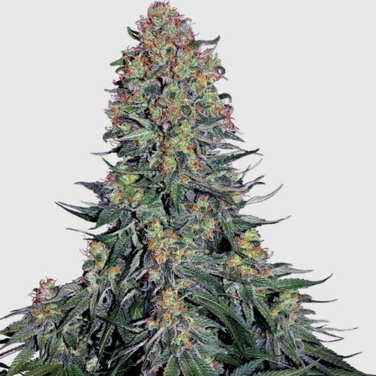 Blue Skunk (Sensi Seeds) Feminisiert