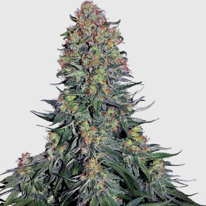 Dichte Blue Skunk Blüte mit harzigen Buds, orangefarbenen Härchen und tiefgrünen Blättern