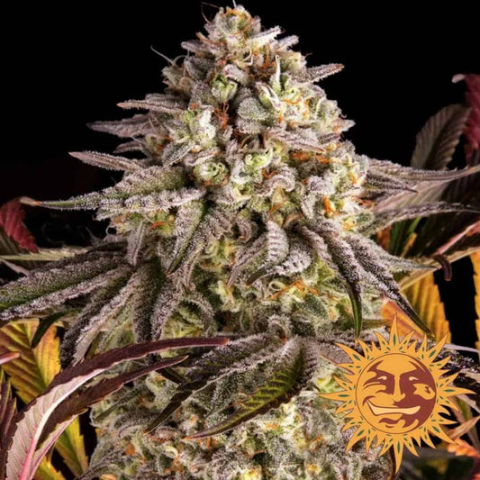 Blue Sunset Sherbert Bud mit dichten, frostigen Trichomen und violett-grünen Blättern