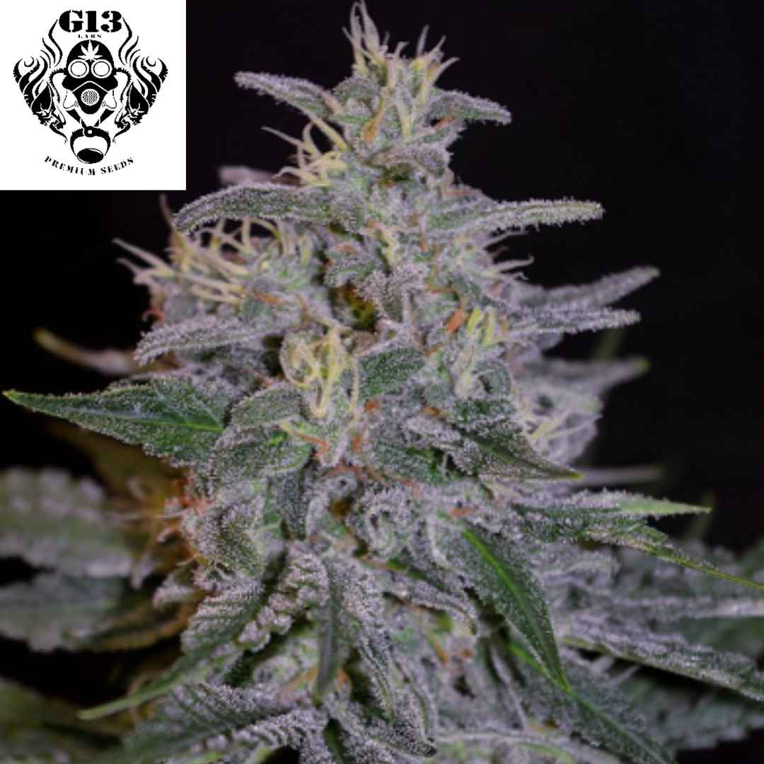 Blueberry Gum #2 Cannabisblüte mit dichten Buds, vielen Trichomen und hellgrünen Blättern